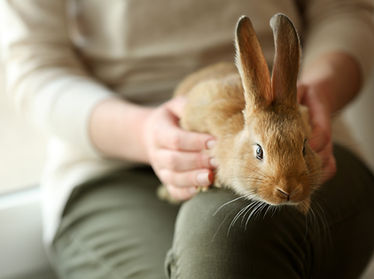Personne tenant un lapin