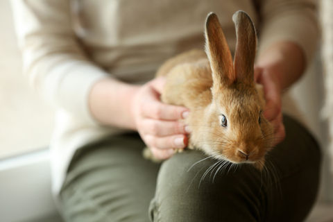Holly providing professional in-home pet-sitting care while visiting a rabbit in Jupiter FL.