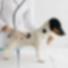 Veterinarian Examining Dog