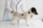 Veterinarian Examining Dog