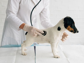 Dog veterinary exam