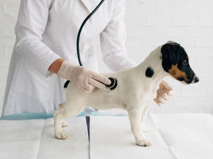 Locum, Contractor and Clinic Owner Home Loans for Veterinarians