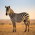 Zèbre dans la savane