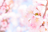 桜(ふんわり)
