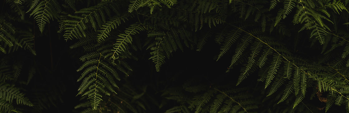 Nature Background
