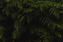 Nature Background