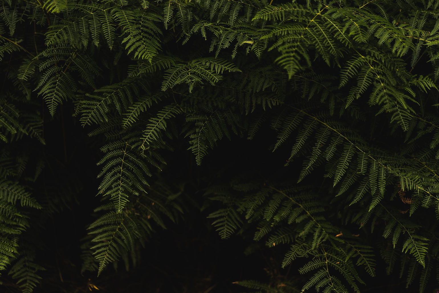 Green Fern Leaves