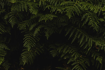 Nature Background
