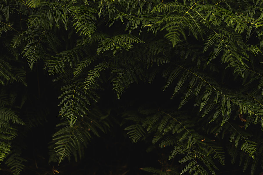 Green Fern Leaves