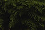 Green Fern Leaves