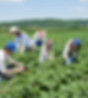 Farm Laborers