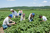 Japan - Partial Amendment of Specifications And Standards for Foods, Food additives, etc.