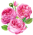 Pink Rose Bouquet