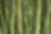 bamboo cluster dense thick growth