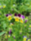 Viola tricolor
