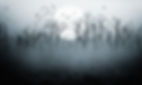 Bare Trees in Fog