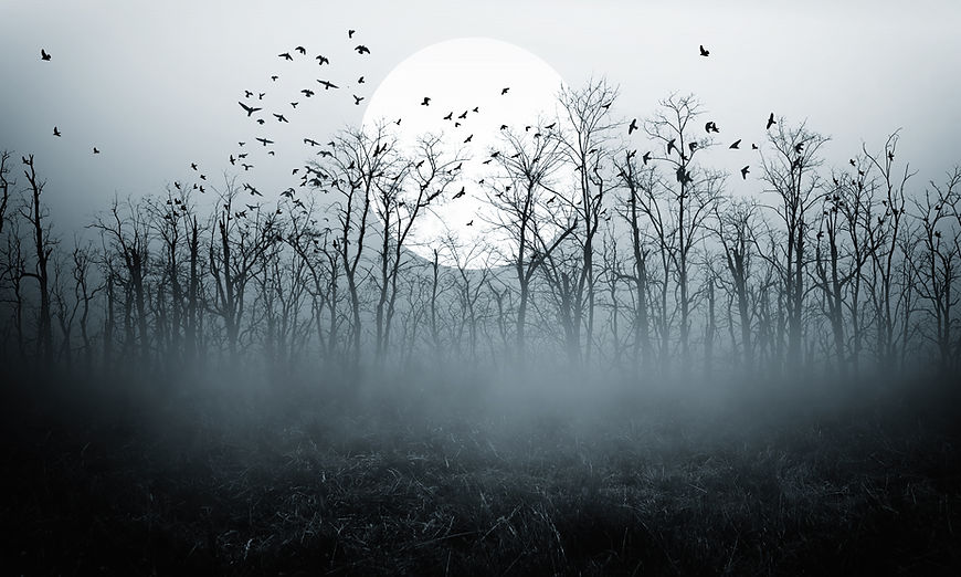 Foggy Forest Scene