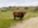 Highland Cattle