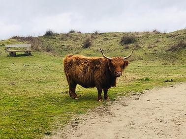 Schotse Hooglander