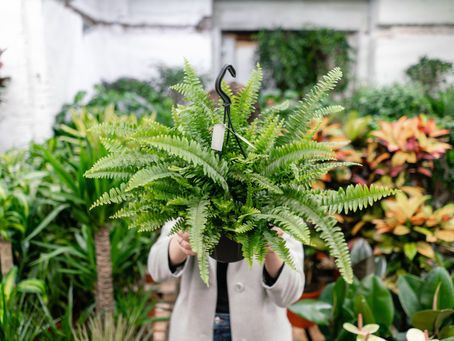 The Benefits of Native Plants: Crafting a Vibrant, Sustainable Garden on Vancouver Island