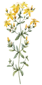 Yellow Wildflower Illustration