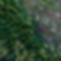 Aerial View of Deforestation