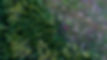 Aerial View of Deforestation