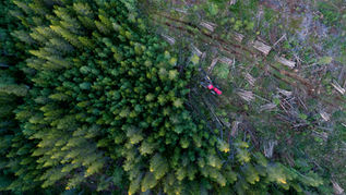 Control deforestation (persuasive letter)