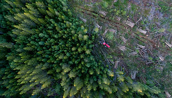 Illustration déforestation