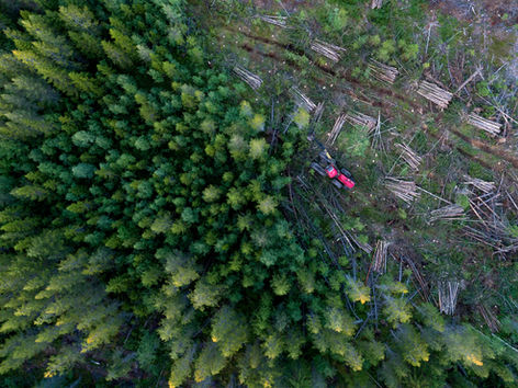 Biodiversity Credits: Making markets for a multibillion-dollar opportunity