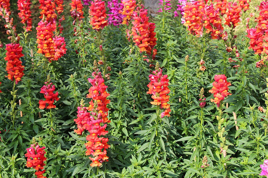 Red flowers