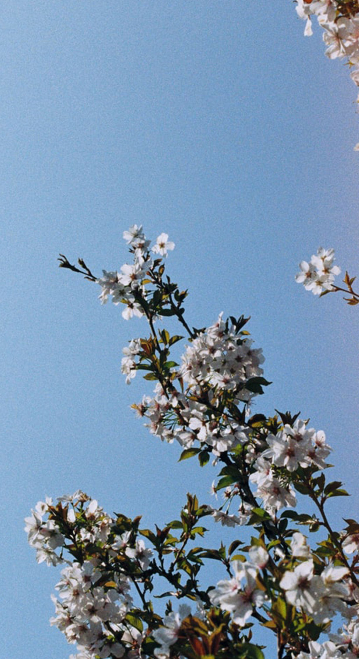 Cherry Blossom
