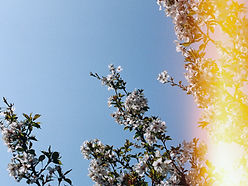 Cherry Blossom
