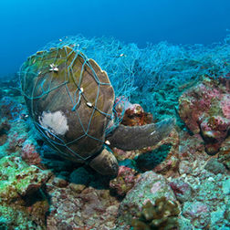 GhostNets program - The Italian response by Marevivo