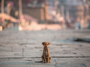 Rescue Dog VS Street Dog