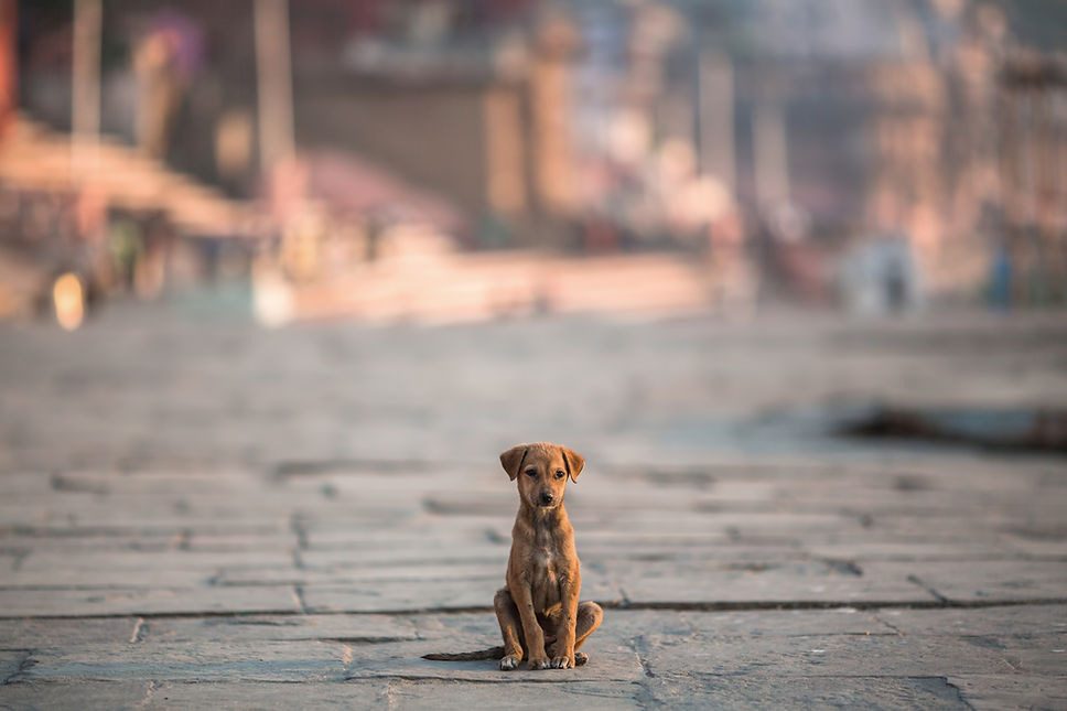 Dog