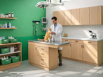vet examining cat