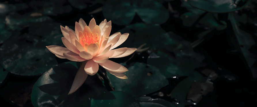 Lotus in Bloom
