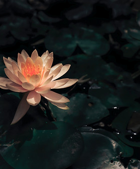 Pink Water Lily