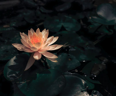 Lotus in Bloom