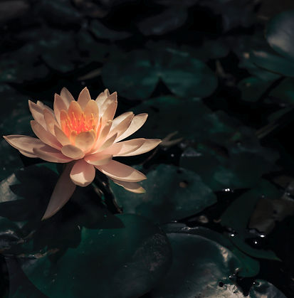Lotus en fleurs