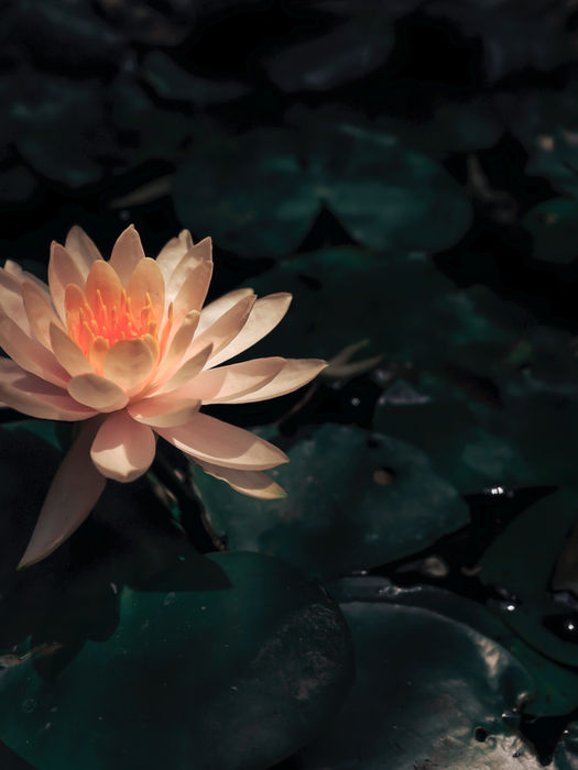 "The more you develop the virtues, the stronger your connection to God will become"