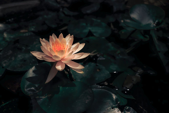 Lotus in Bloom