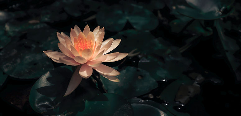 Lotus in Bloom