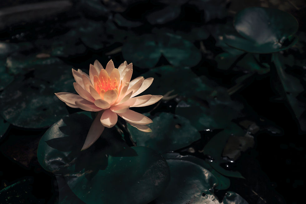 Nénuphar rose