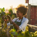 Gardener Harvesting Radishes