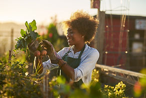 Organic Garden