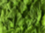 Spinach Leaves