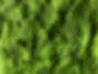 Feuilles d'épinards
