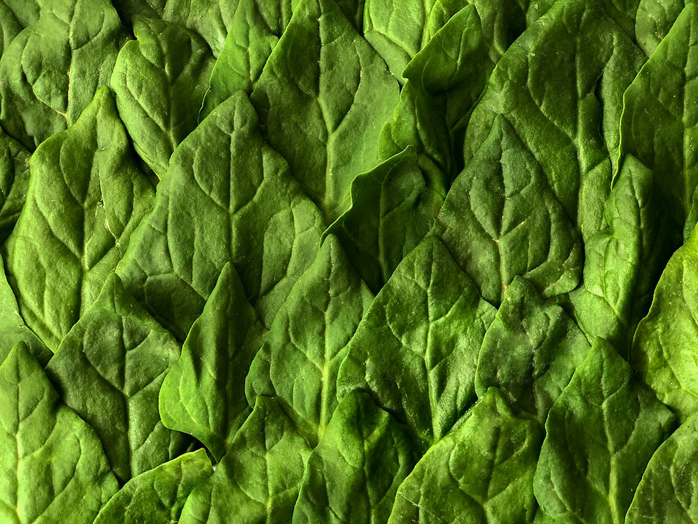 Fresh Spinach Leaves
